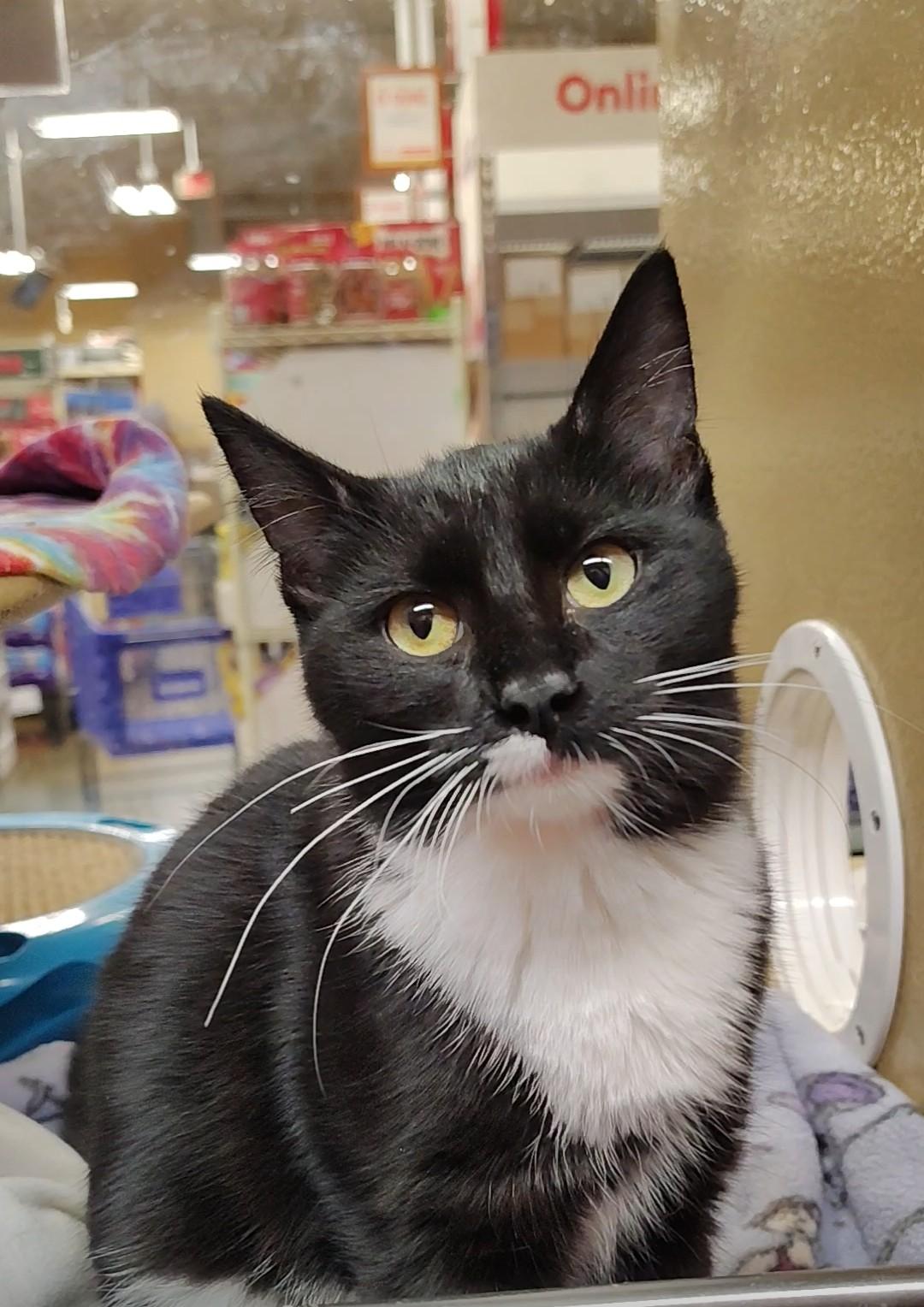 Estrella, ADOPTABLE, Young Female Domestic Short Hair.
