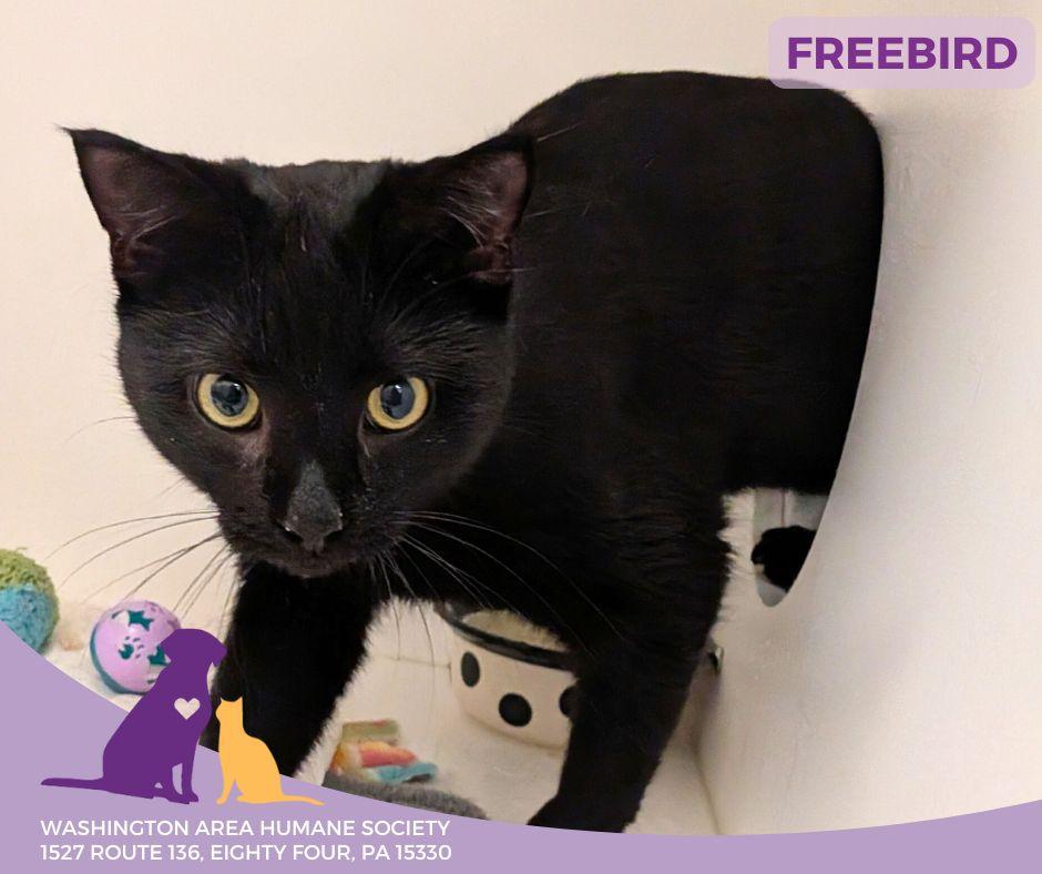 Enlarge Freebird, a ADOPTABLE mixed breed in Eighty Four, PA image 1/1