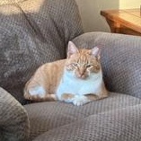Enlarge OJ, a ADOPTABLE Domestic Short Hair in Lake City, MN image 1/2
