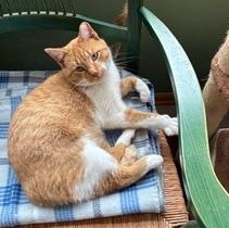 Enlarge OJ, a ADOPTABLE Domestic Short Hair in Lake City, MN image 2/2