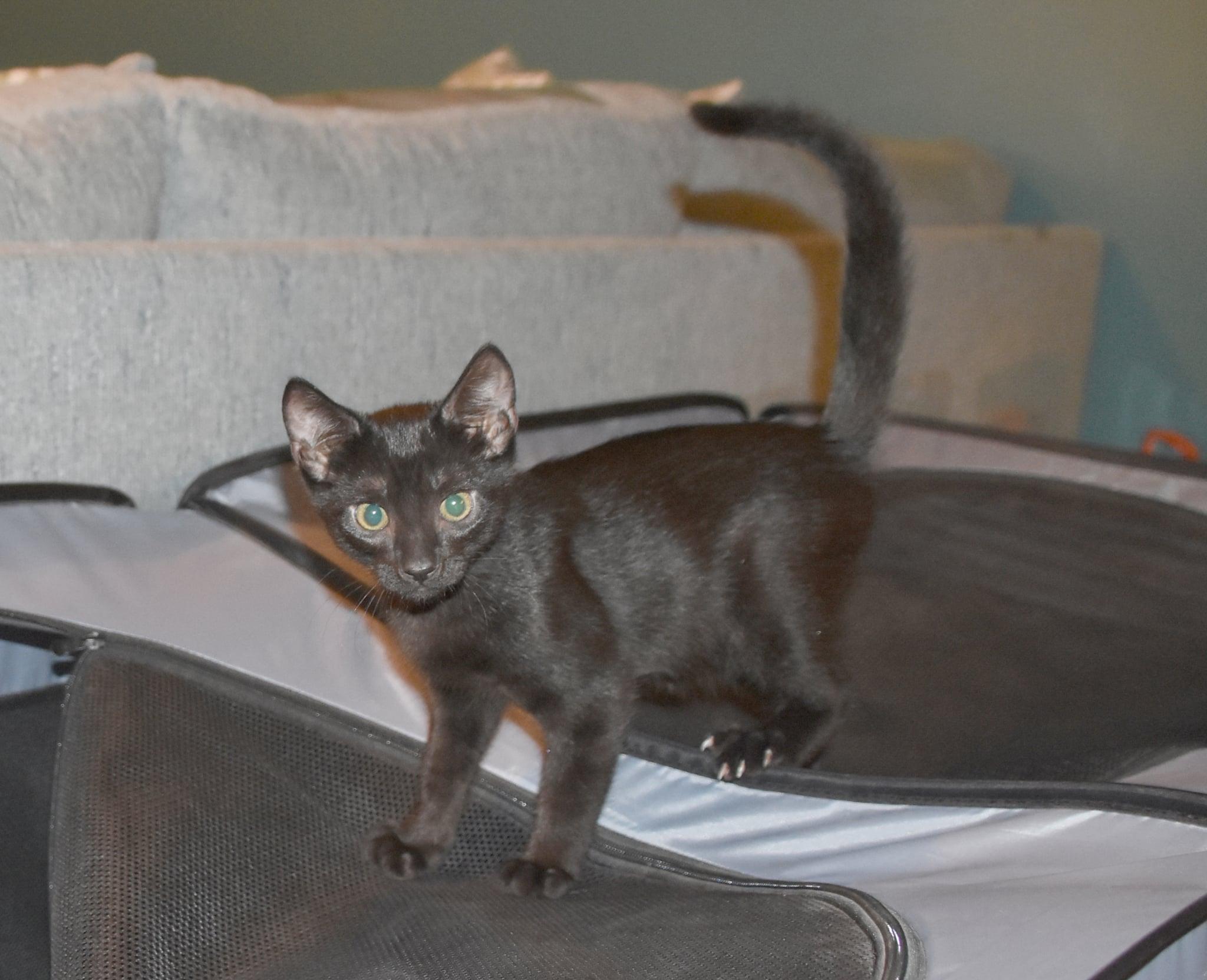 Gulliver =^.^=