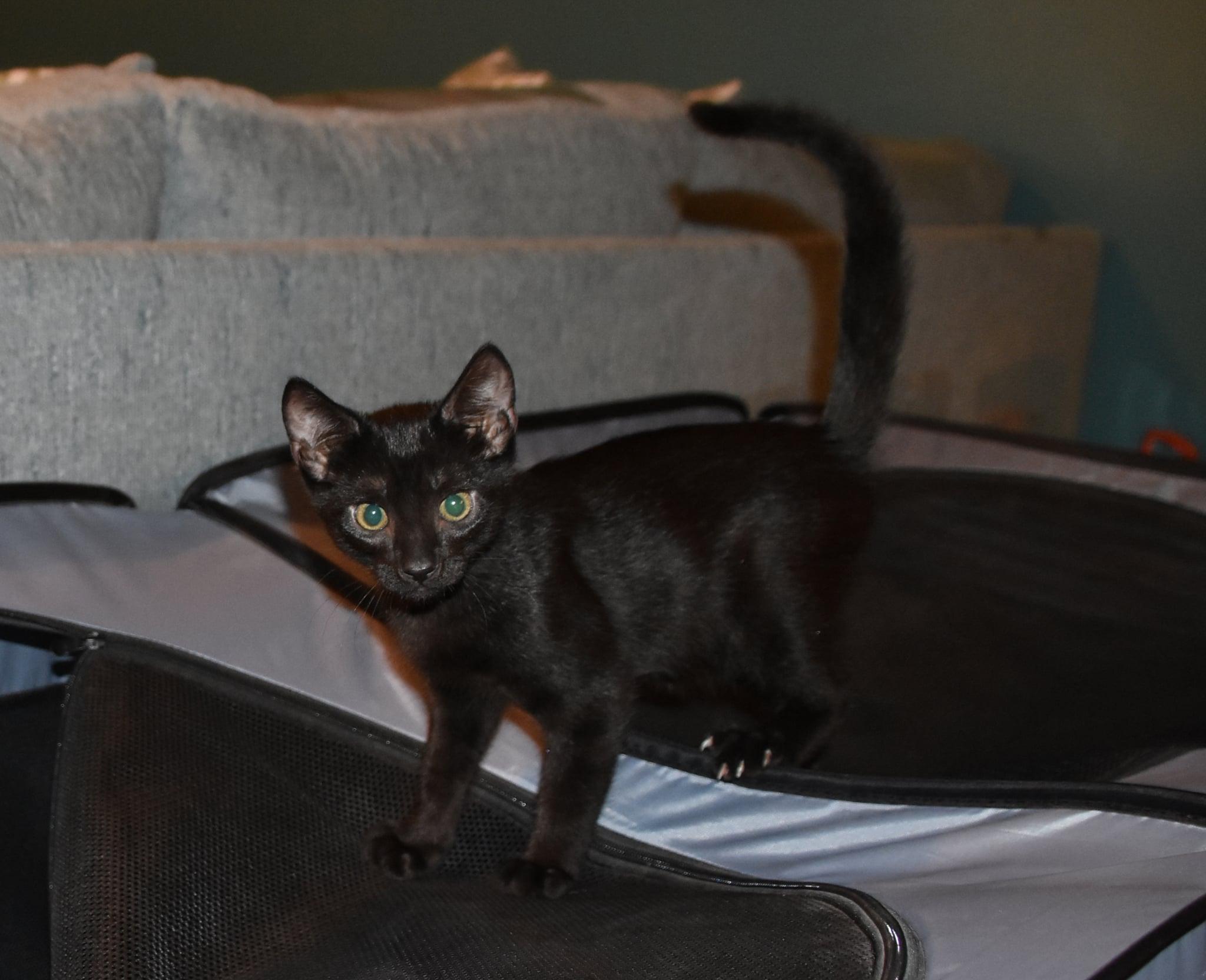 Gulliver =^.^=