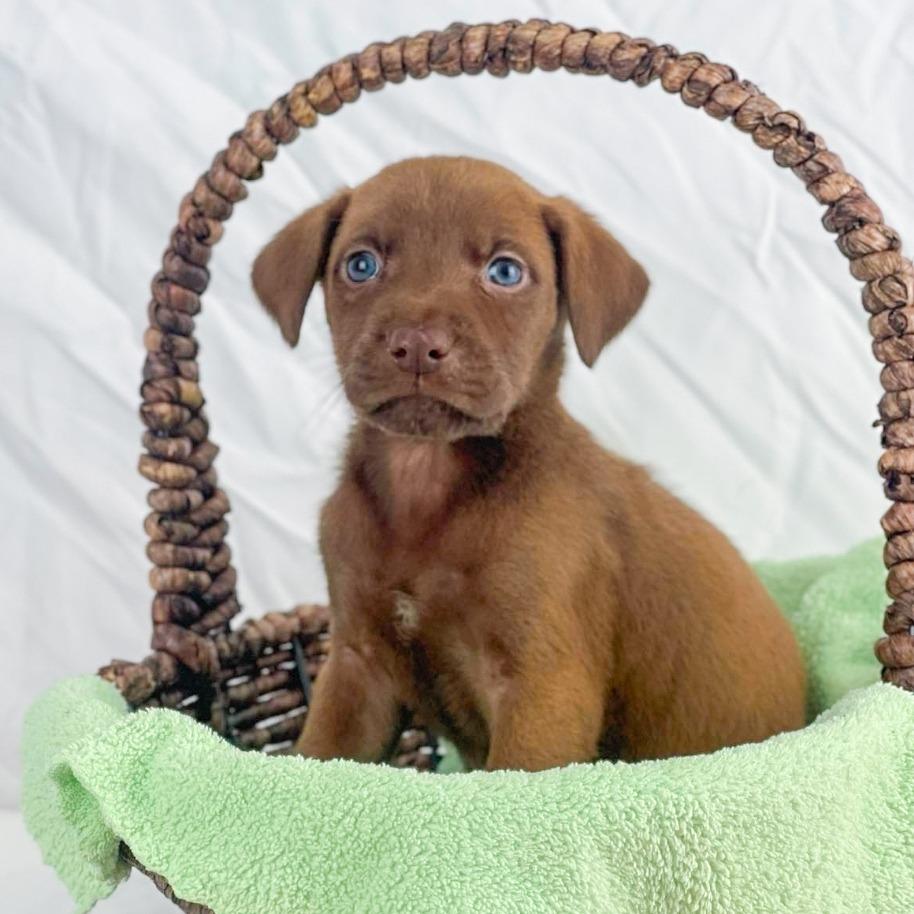 Basilmint — thumbnail 2