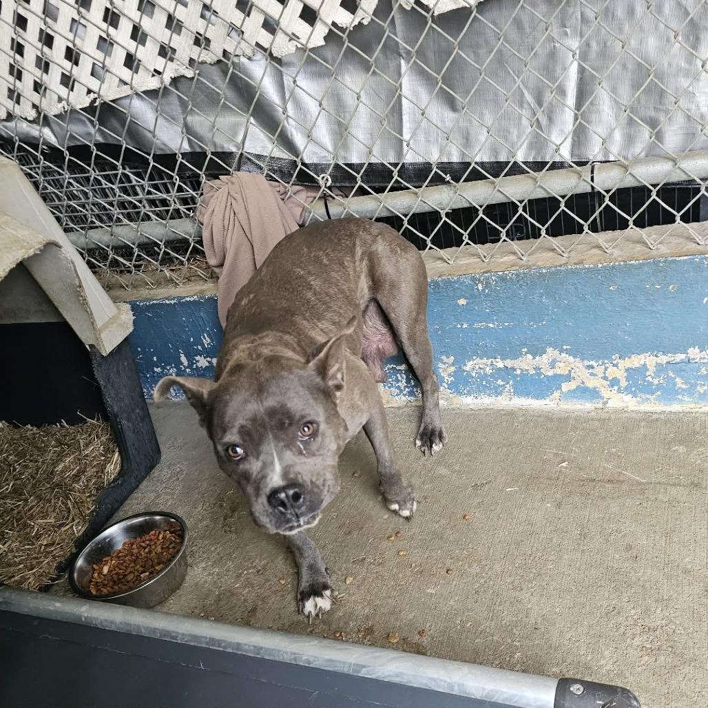 TNGC-Stray-1131, Adoptable, Adult Female Mixed Breed.