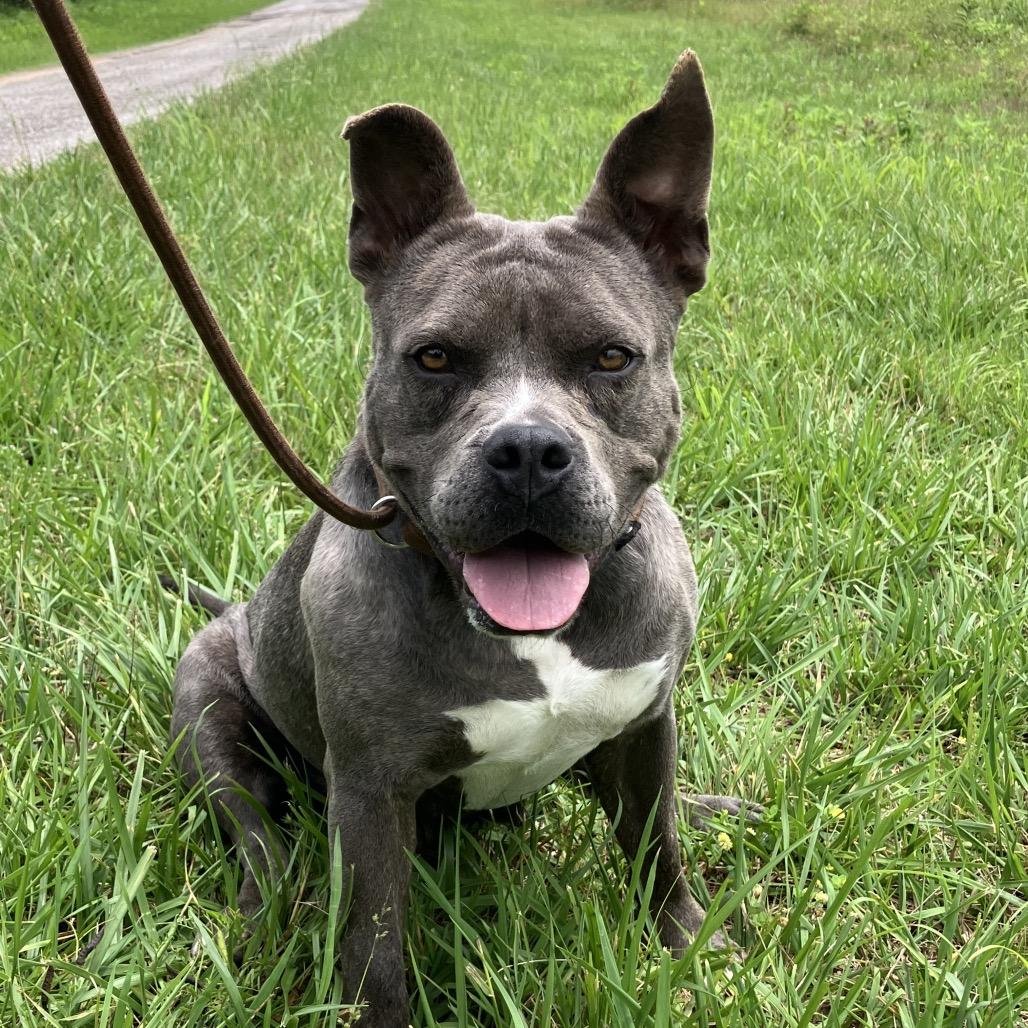 Nicole, Adoptable, Adult Female Mixed Breed.