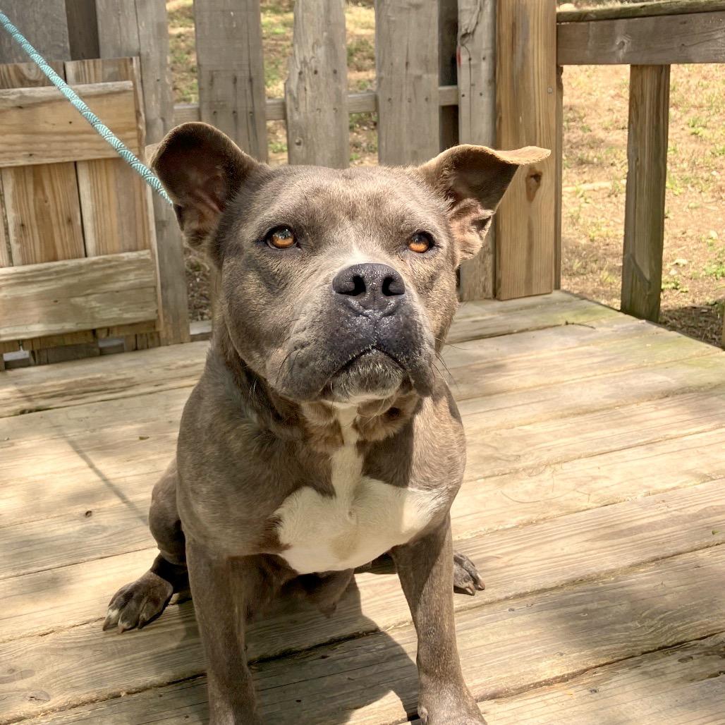 Nicole, Adoptable, Adult Female Mixed Breed.
