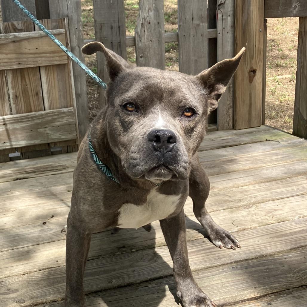 Nicole, Adoptable, Adult Female Mixed Breed.
