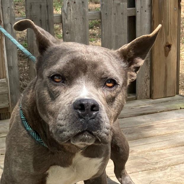 Enlarge Nicole, a Adoptable Mixed Breed in Pulaski, TN image 2/5