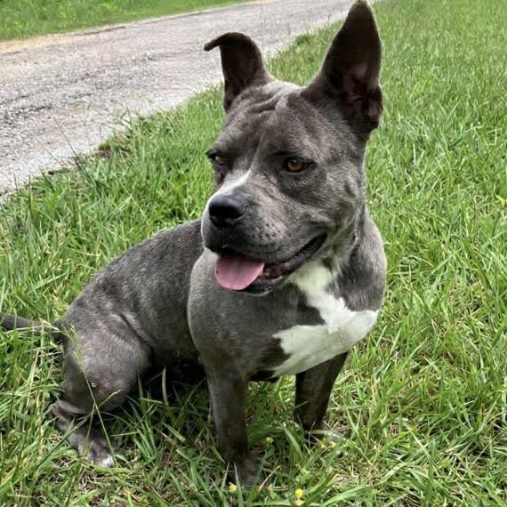Nicole, a Adoptable Mixed Breed in Pulaski, TN image 2/6