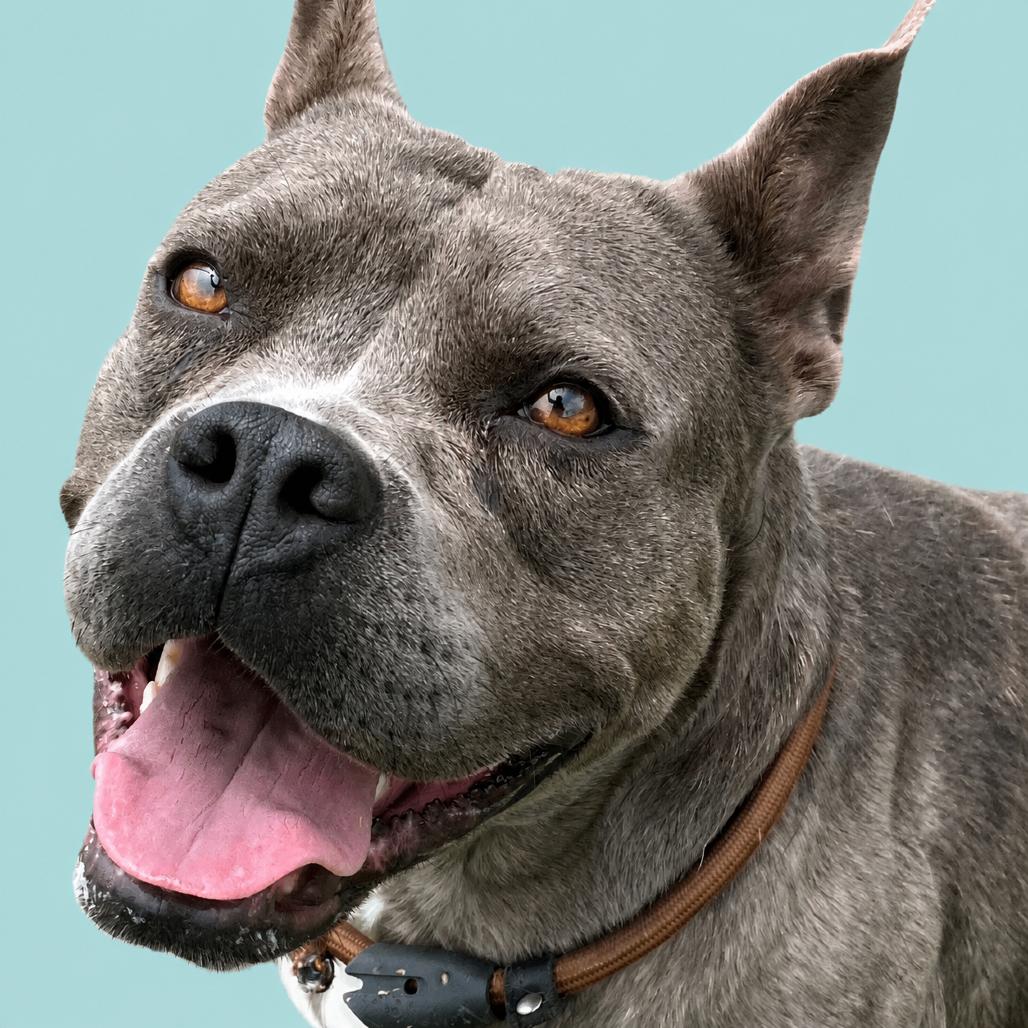 Nicole, a Adoptable Mixed Breed in Pulaski, TN image 3/6