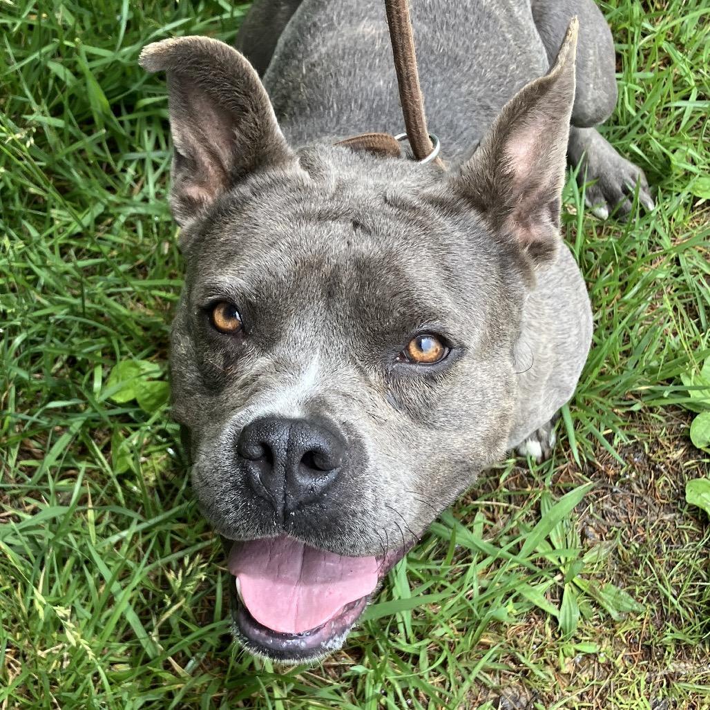Nicole, a Adoptable Mixed Breed in Pulaski, TN image 3/6
