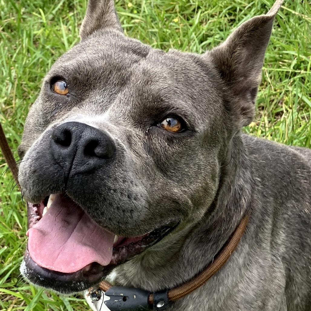 Nicole, a Adoptable Mixed Breed in Pulaski, TN image 2/6