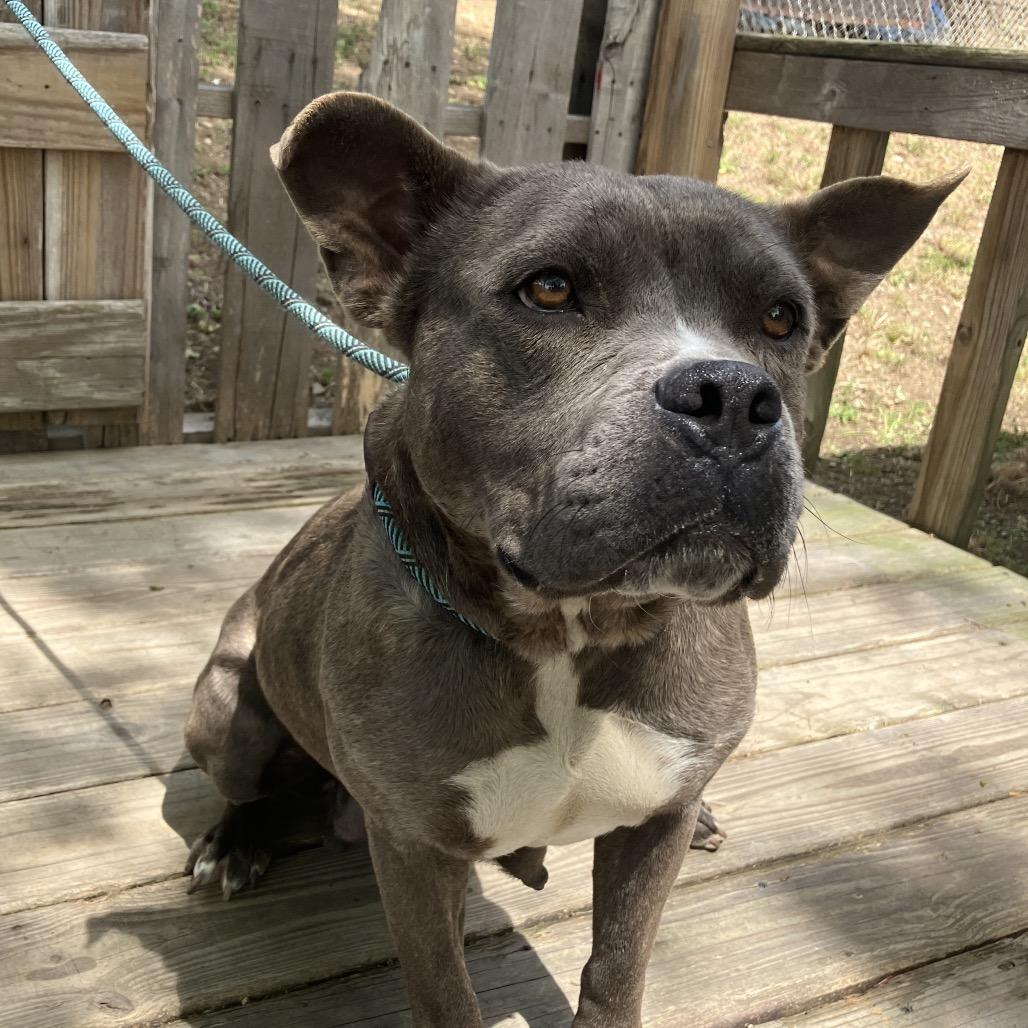 Enlarge Nicole, a Adoptable Mixed Breed in Pulaski, TN image 4/5