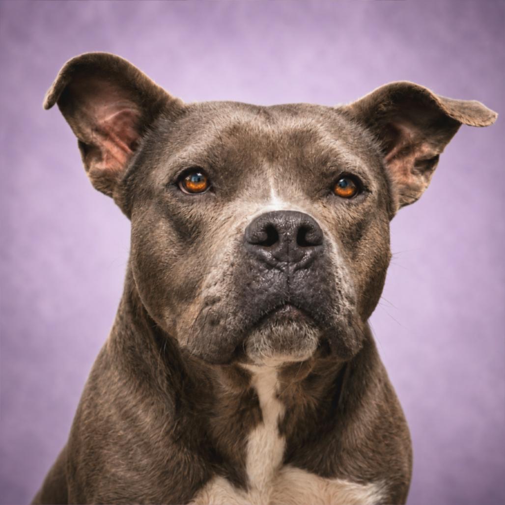 Nicole, a Adoptable Mixed Breed in Pulaski, TN image 4/6