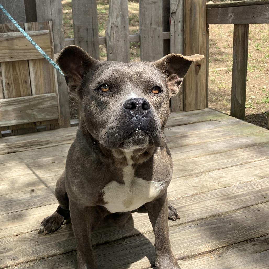 Nicole, a Adoptable Mixed Breed in Pulaski, TN image 5/6