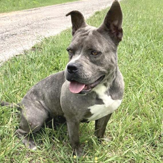 Nicole, a Adoptable Mixed Breed in Pulaski, TN image 4/6