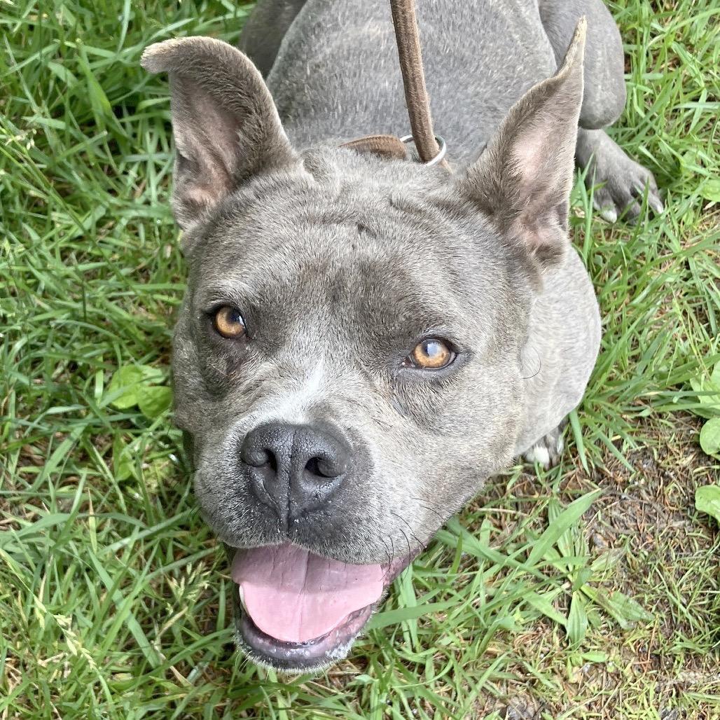 Nicole, a Adoptable Mixed Breed in Pulaski, TN image 5/6