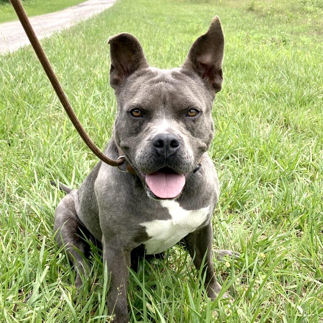 Nicole, a Adoptable Mixed Breed in Pulaski, TN image 6/6