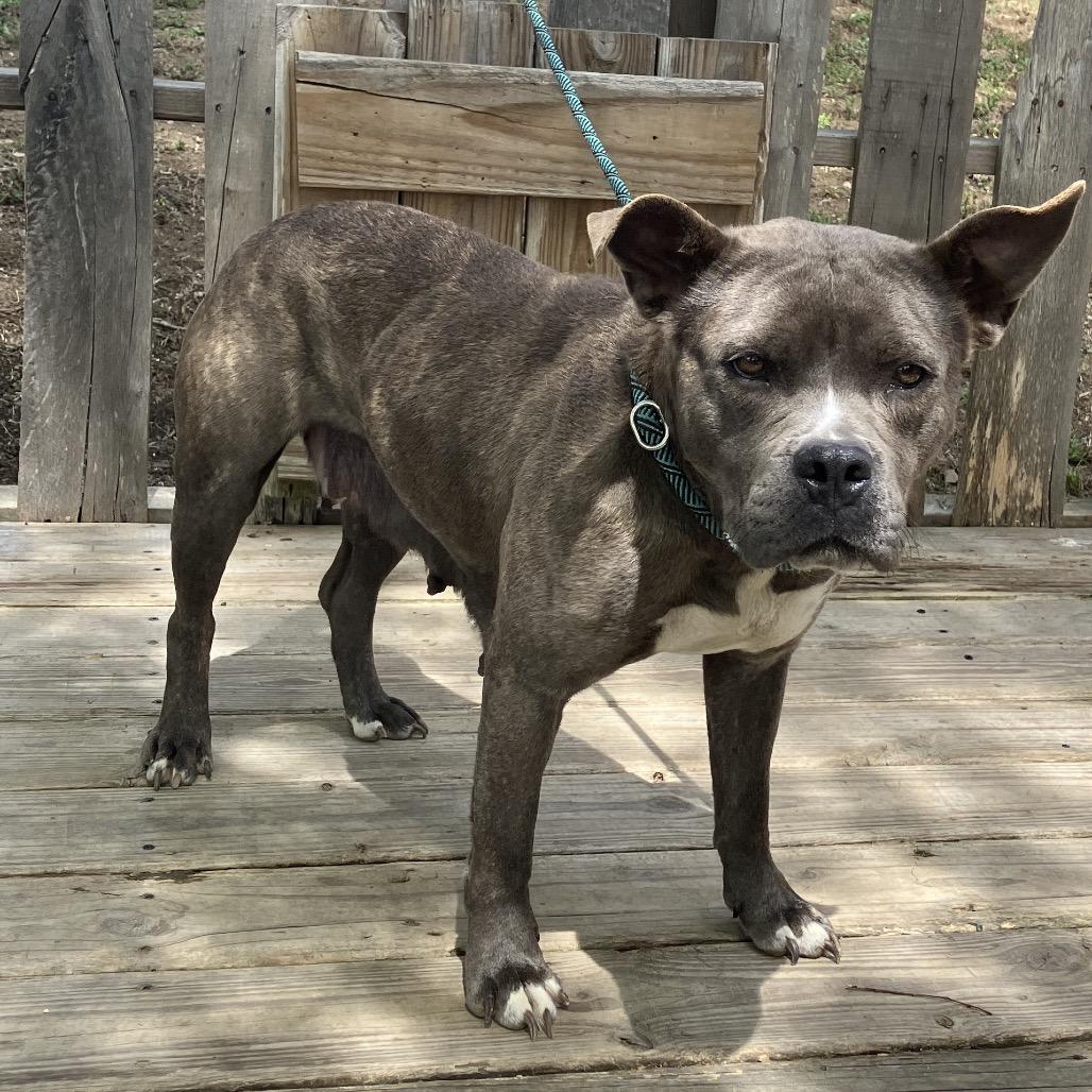 Enlarge Nicole, a Adoptable Mixed Breed in Pulaski, TN image 5/5