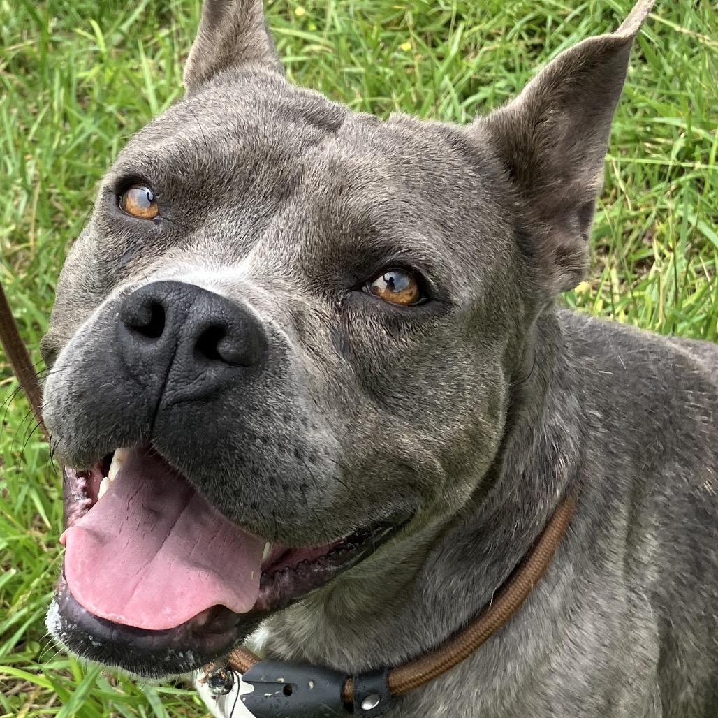 Nicole, a Adoptable Mixed Breed in Pulaski, TN image 6/6