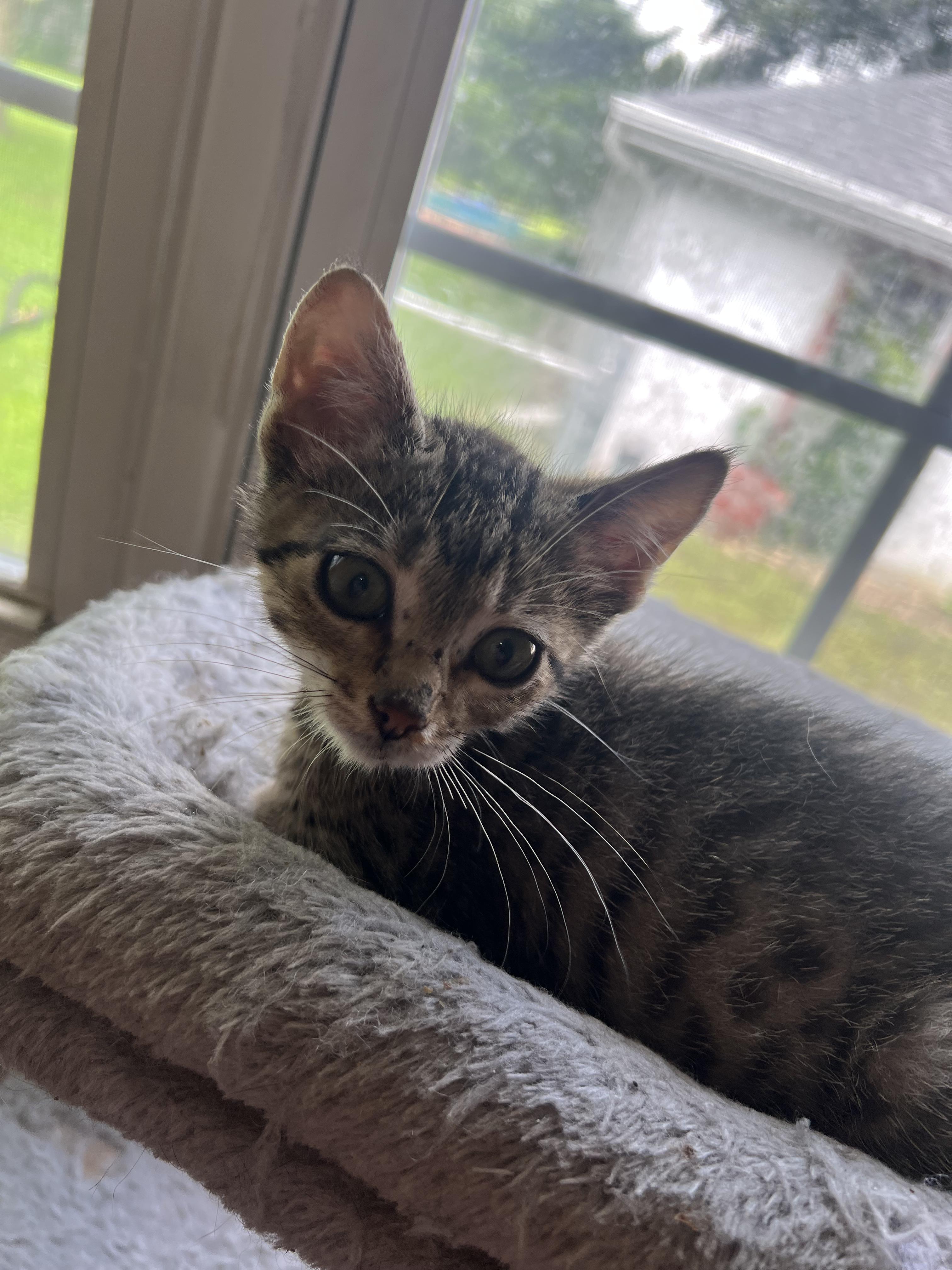 Rufus