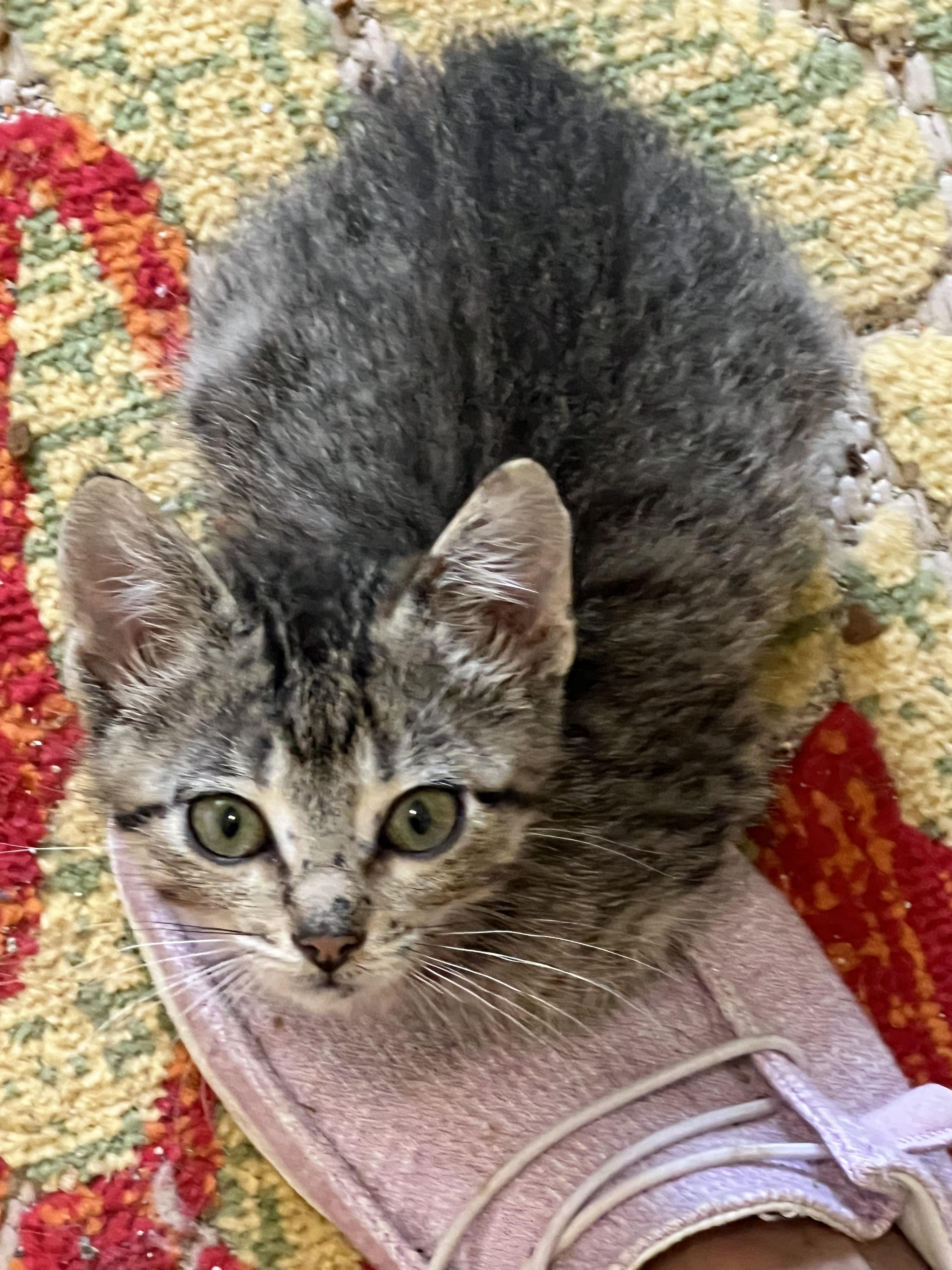 Rufus