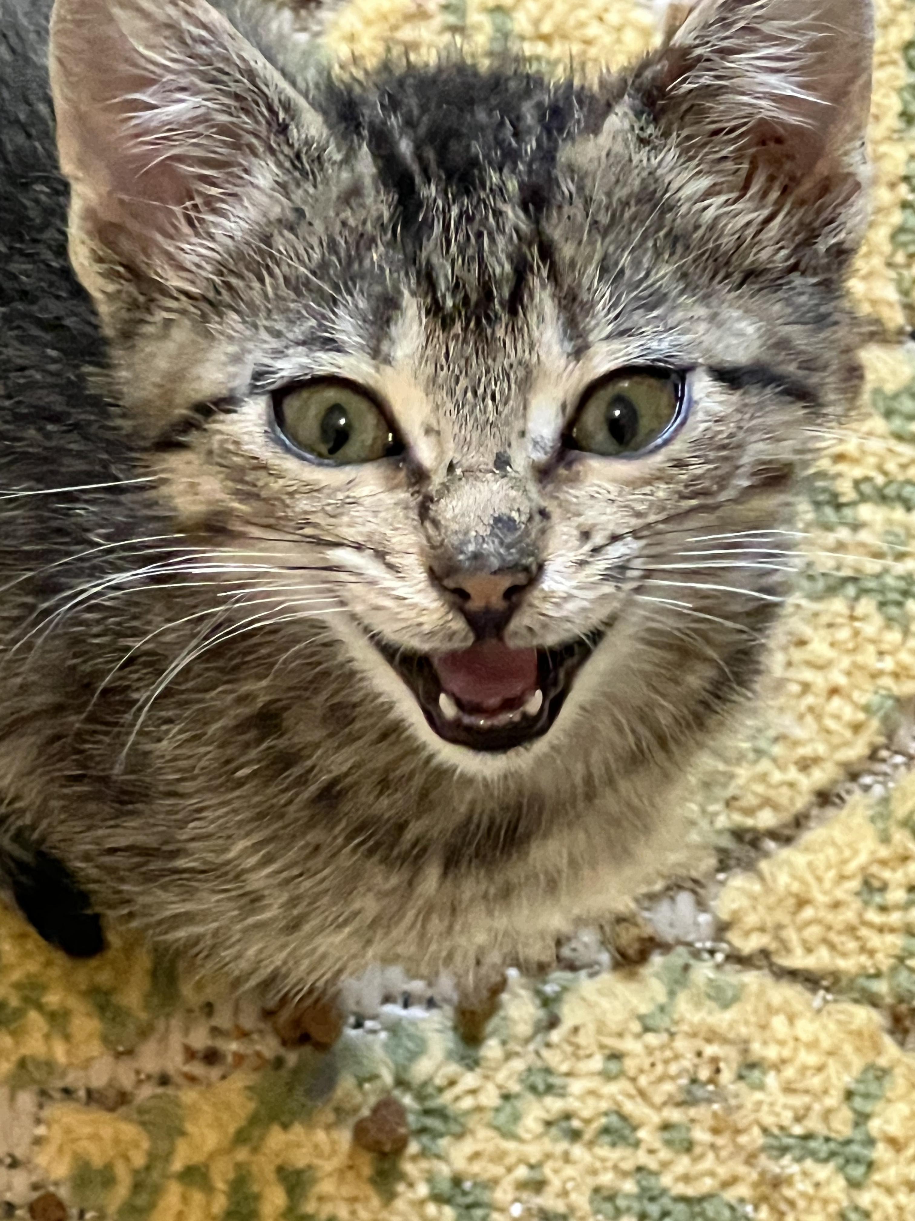 Rufus
