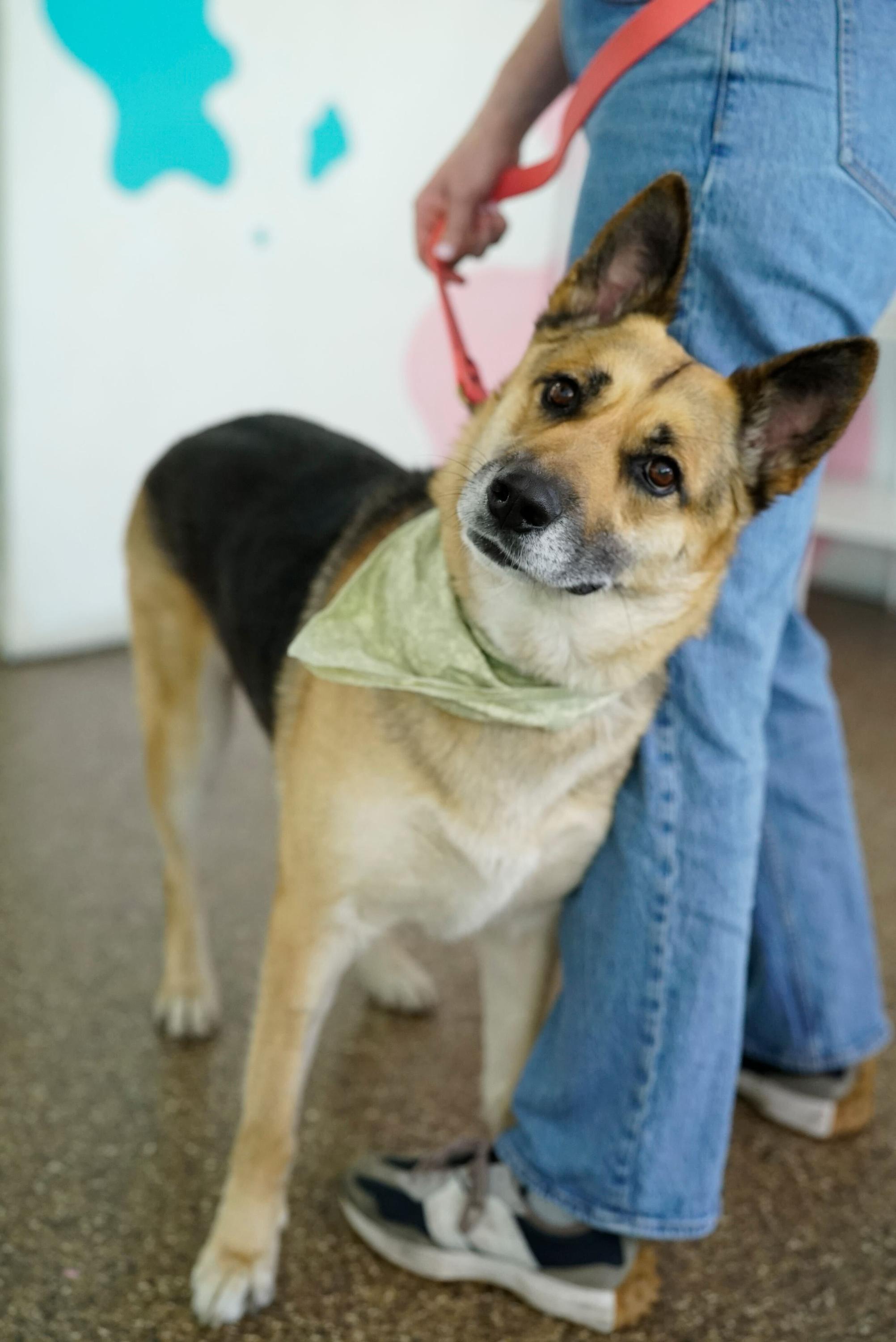 Mona, a Adoptable German Shepherd Dog in Pasadena, CA image 3/6
