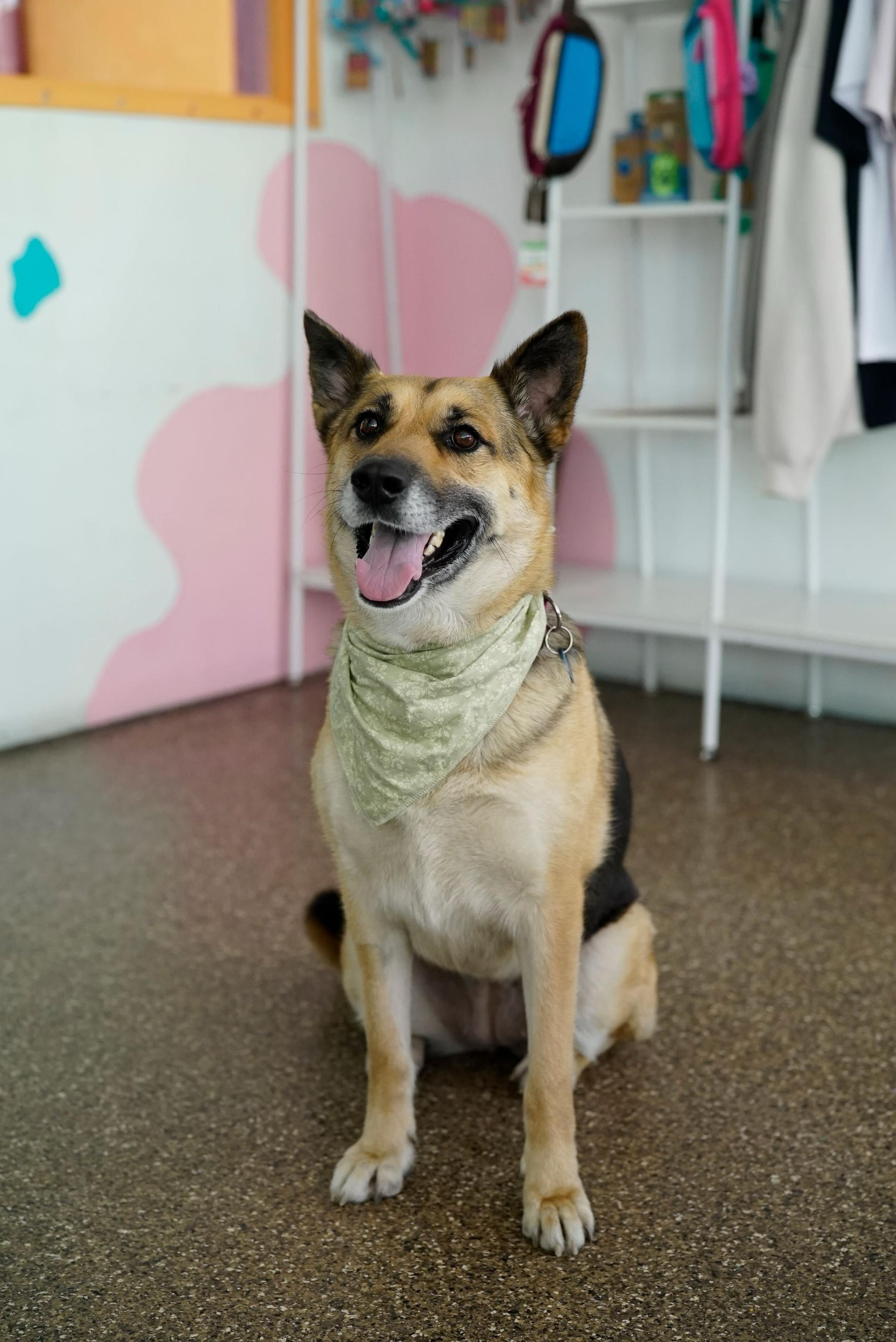Mona, Adoptable, Adult Female German Shepherd Dog.