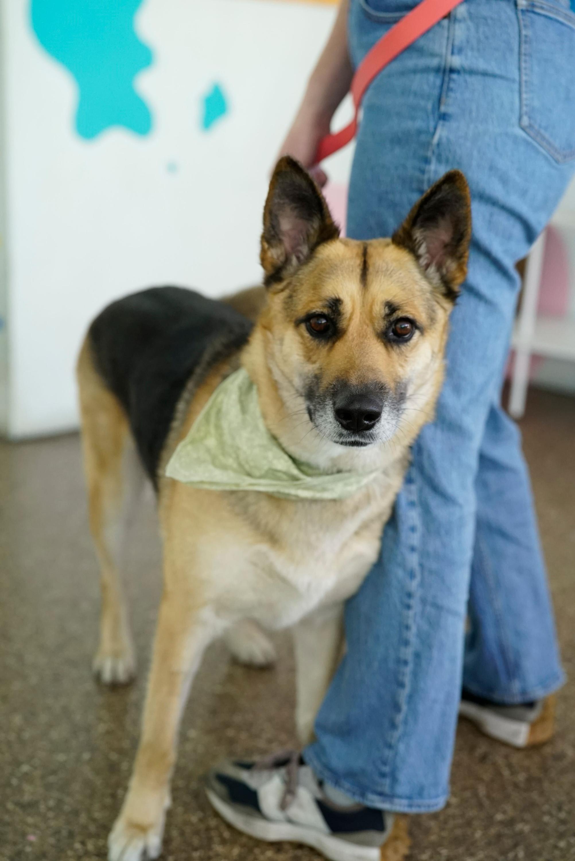 Mona, a Adoptable German Shepherd Dog in Pasadena, CA image 5/6