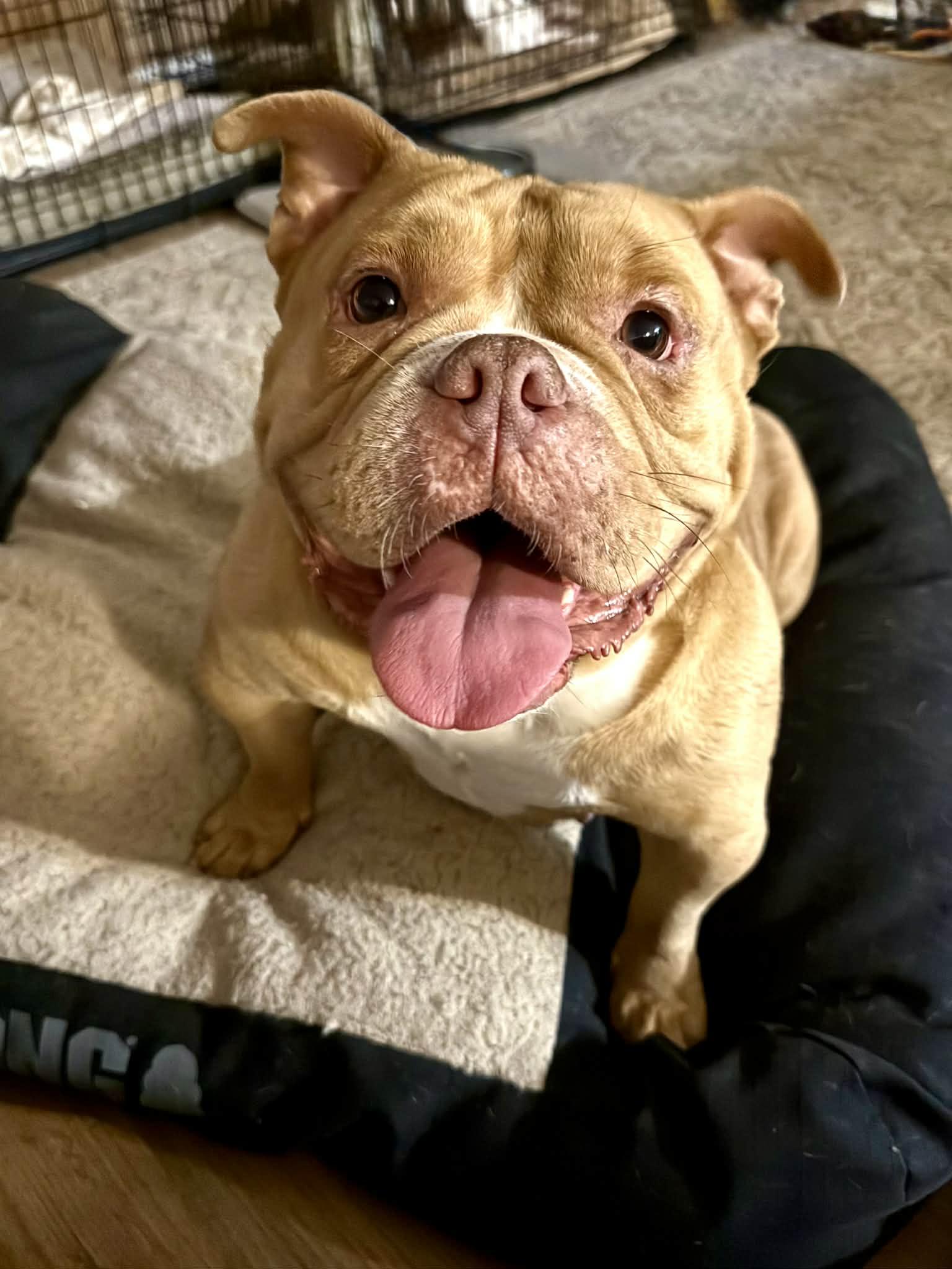 Enlarge Chyna, a ADOPTABLE American Bully in Knoxville, TN image 2/5