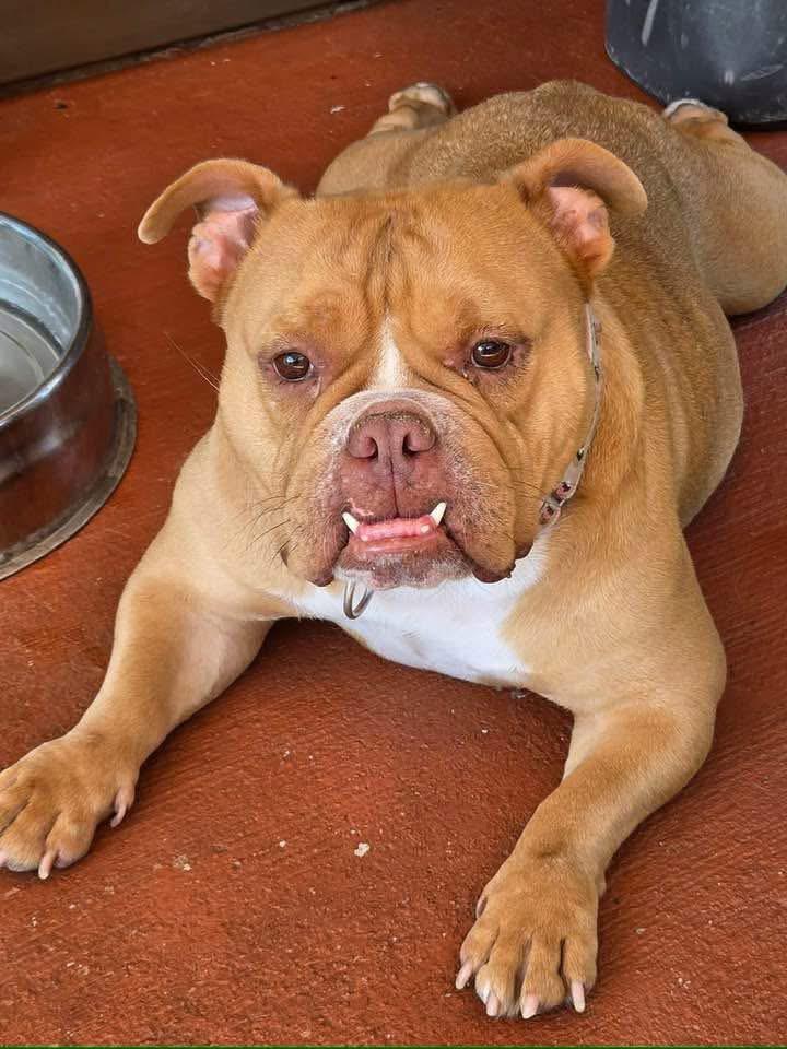 Chyna, an adopted American Bully in Knoxville, TN image 1/6