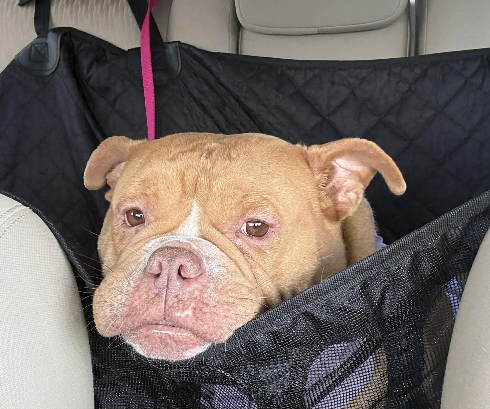 Chyna, ADOPTABLE, Adult Female American Bully.