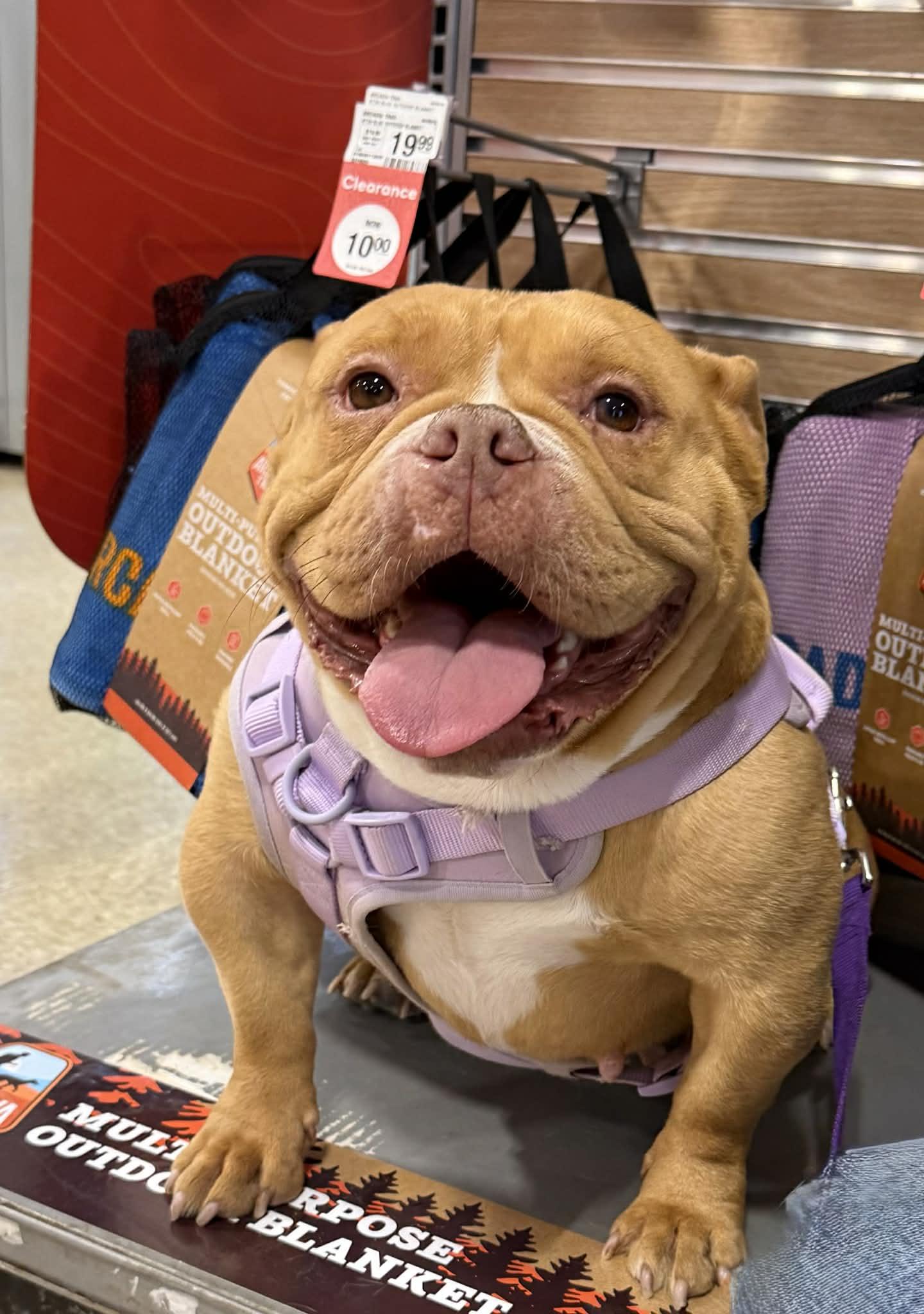 Enlarge Chyna, a ADOPTABLE American Bully in Knoxville, TN image 3/5