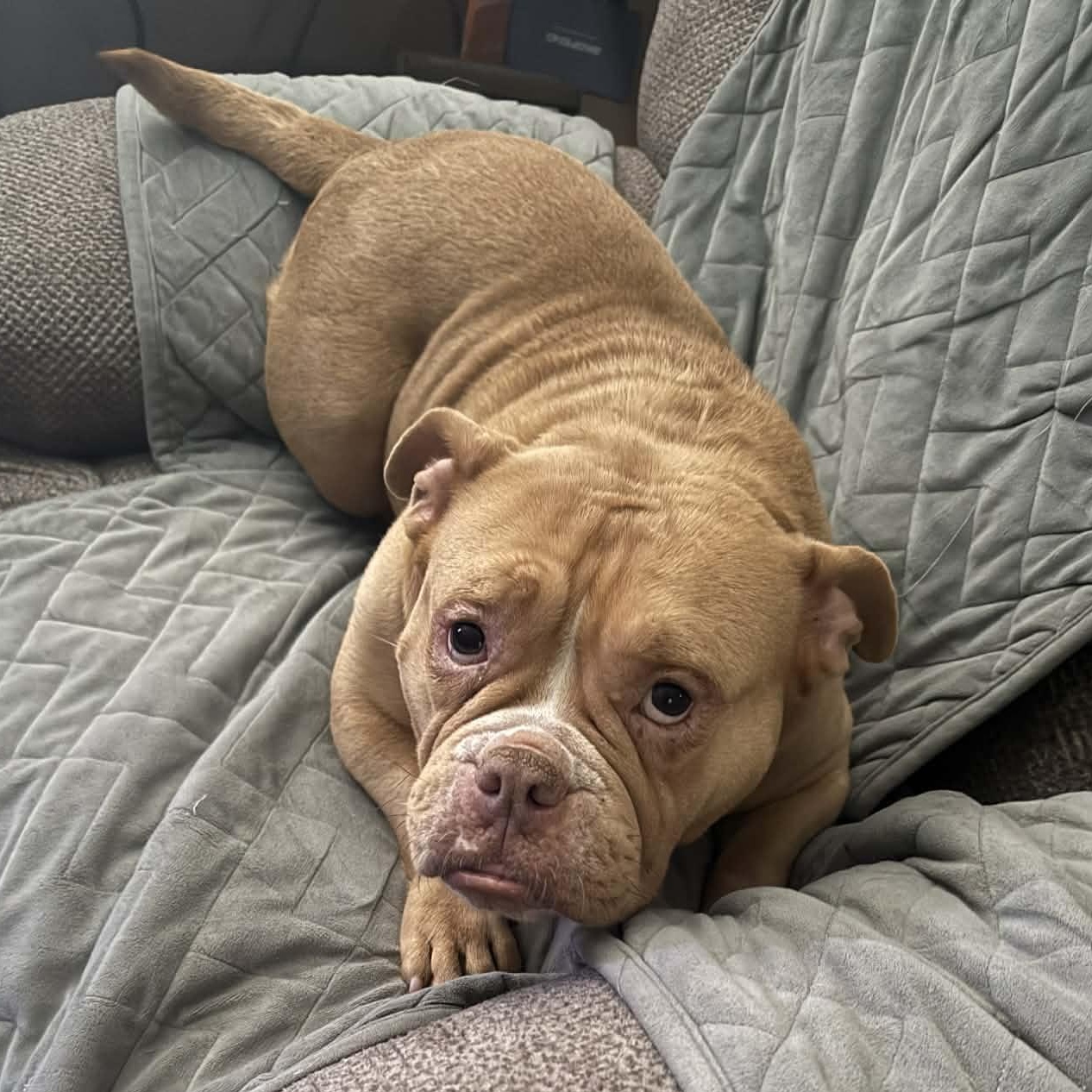 Enlarge Chyna, a ADOPTABLE American Bully in Knoxville, TN image 5/5