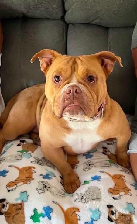 Chyna, an adopted American Bully in Knoxville, TN image 6/6