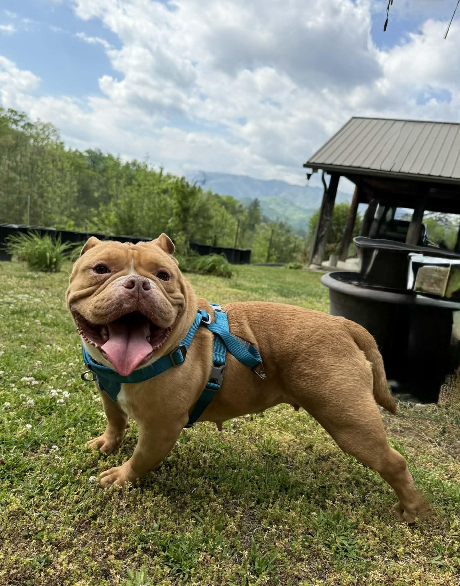 Enlarge Chyna, a ADOPTABLE American Bully in Knoxville, TN image 4/5