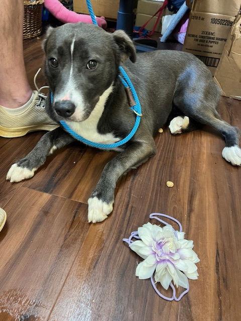 Clover, Adoptable, Young Female Border Collie & Labrador Retriever.