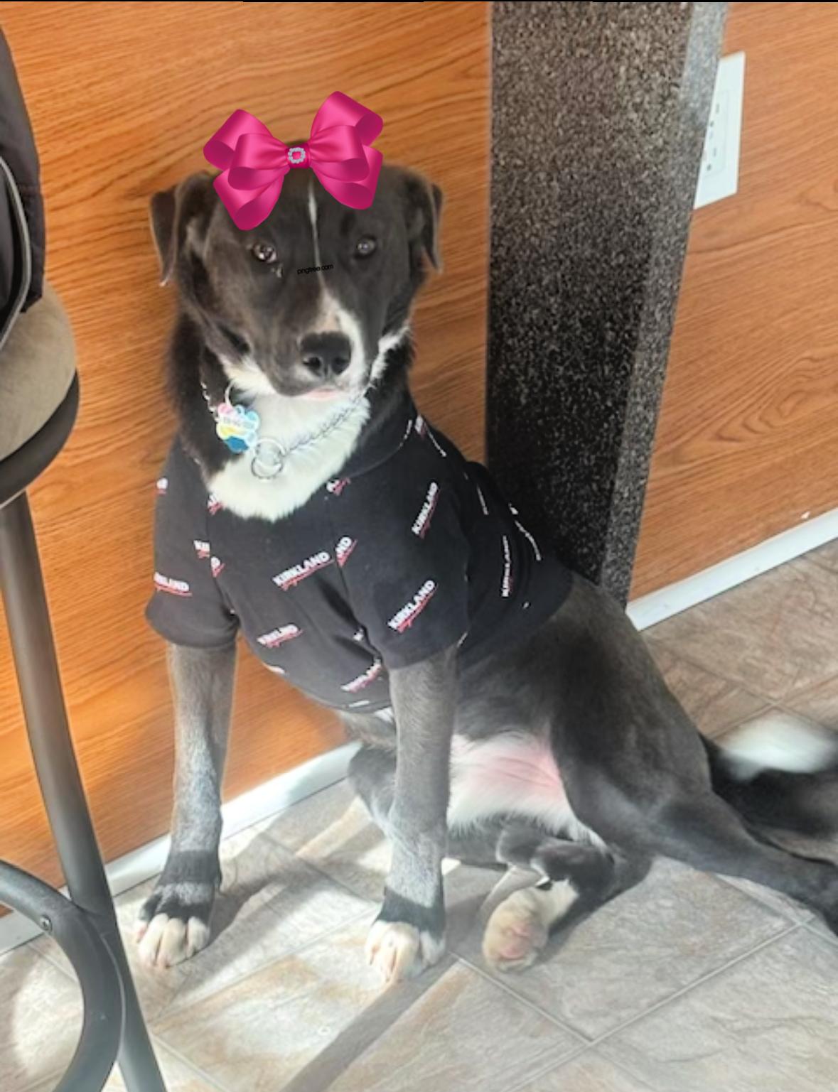 Clover, Adoptable, Young Female Border Collie & Labrador Retriever.