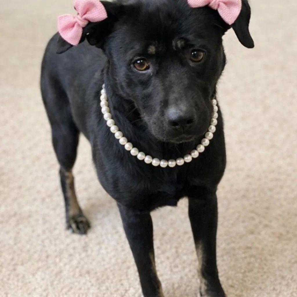 Enlarge Clover, a Adoptable mixed breed in Mount Laurel, NJ image 3/3