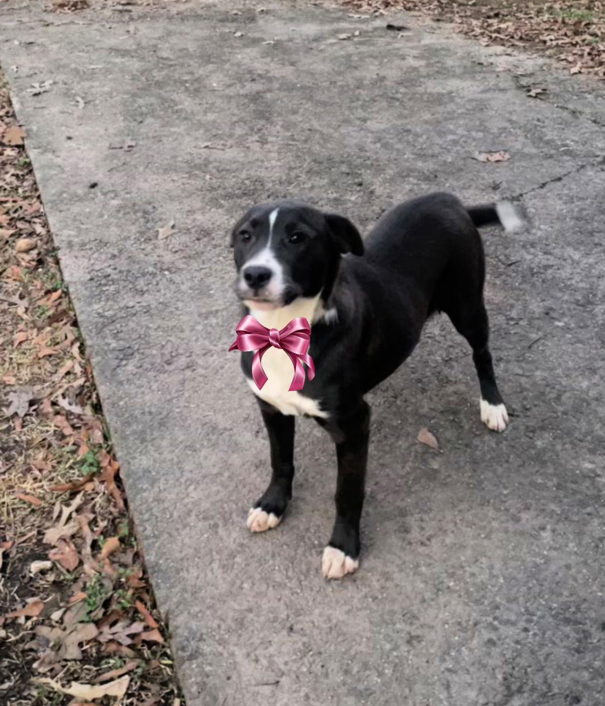 Clover, Adoptable, Young Female Border Collie & Labrador Retriever.
