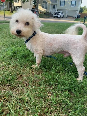 Enlarge Michael Drummond, a Adoptable Bichon Frise in Blue Springs, MO image 2/3