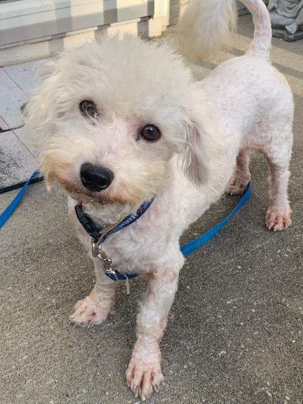 Michael Drummond, Adoptable, Adult Male Bichon Frise.