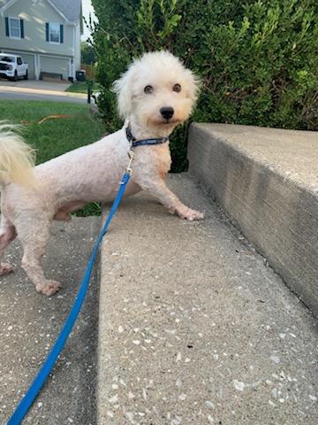 Enlarge Michael Drummond, a Adoptable Bichon Frise in Blue Springs, MO image 3/3