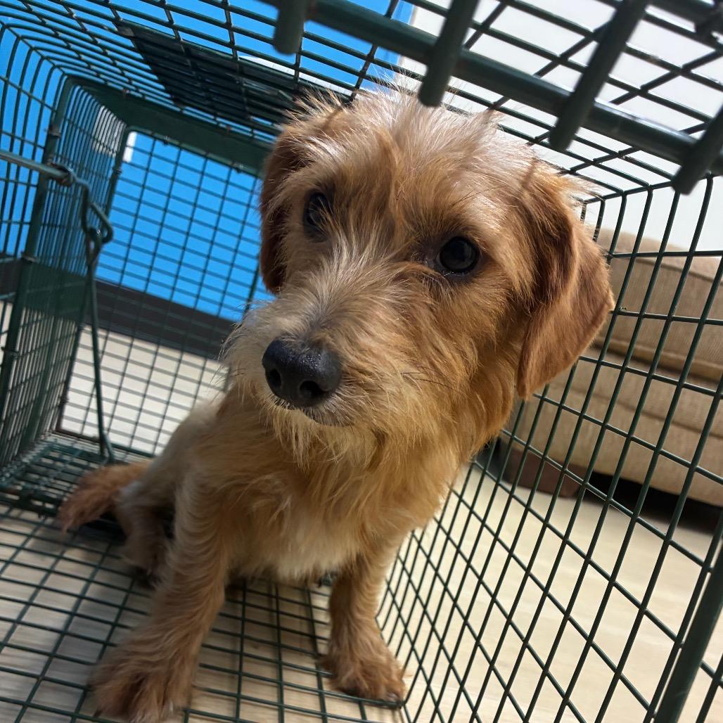 Enlarge Tim Curry, a Adoptable Miniature Dachshund in Hattiesburg, MS image 1/3