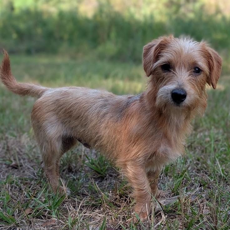 Enlarge Tim Curry, a Adoptable Miniature Dachshund in Hattiesburg, MS image 2/3