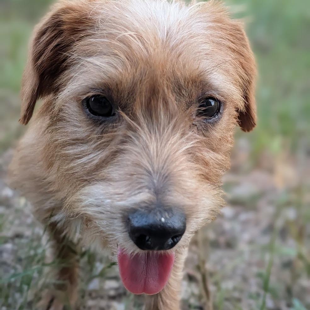 Enlarge Tim Curry, a Adoptable Miniature Dachshund in Hattiesburg, MS image 3/3