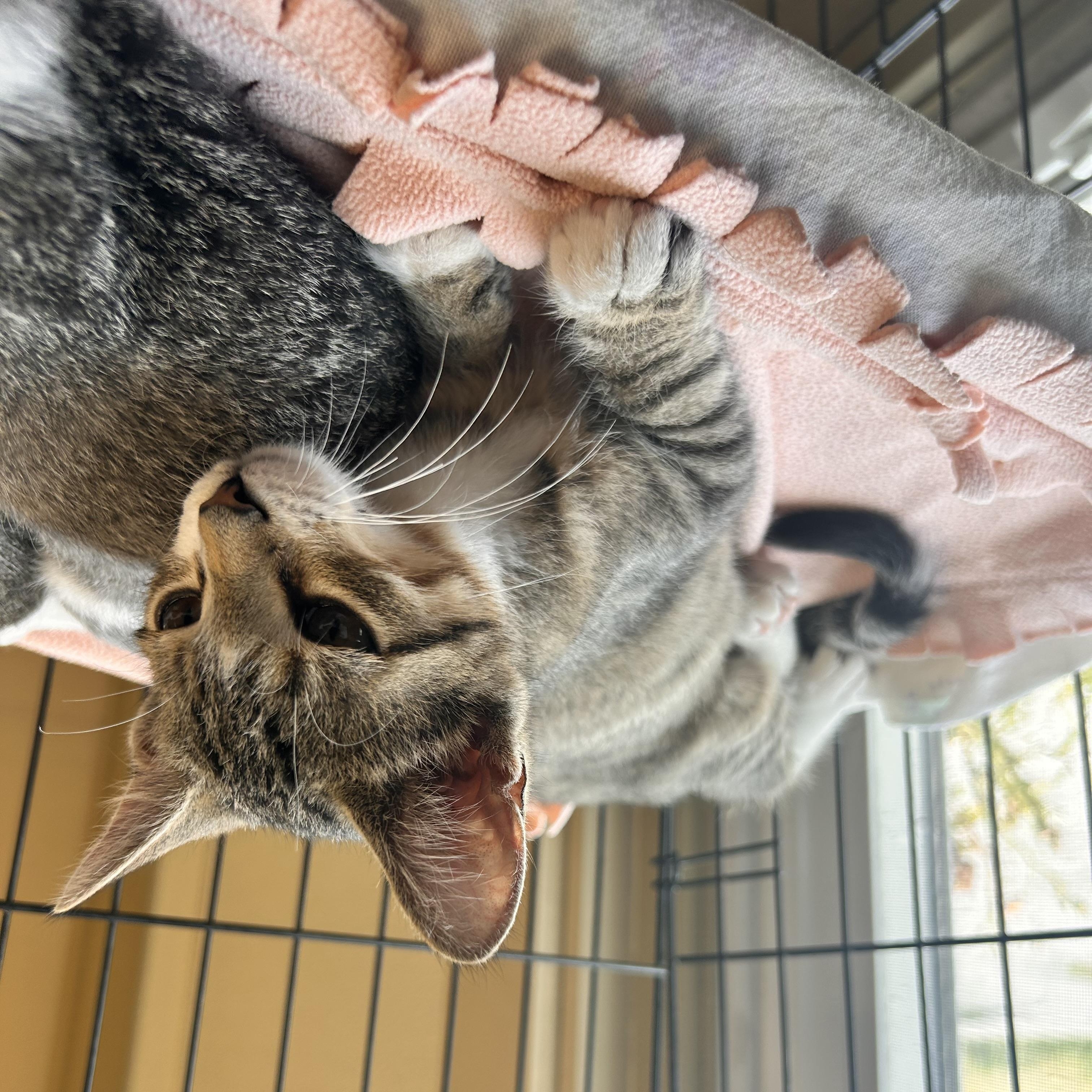 Bacon, an adopted Domestic Short Hair in Myerstown, PA image 2/2