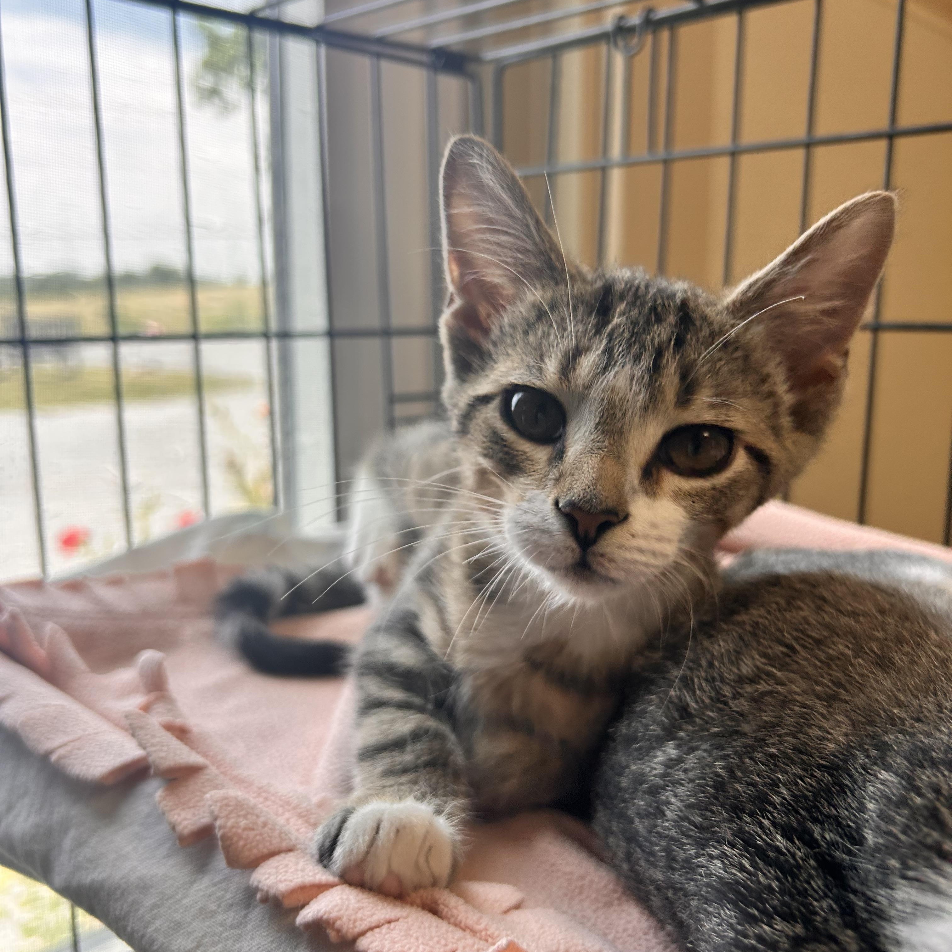 Bacon, an adopted Domestic Short Hair in Myerstown, PA image 1/2