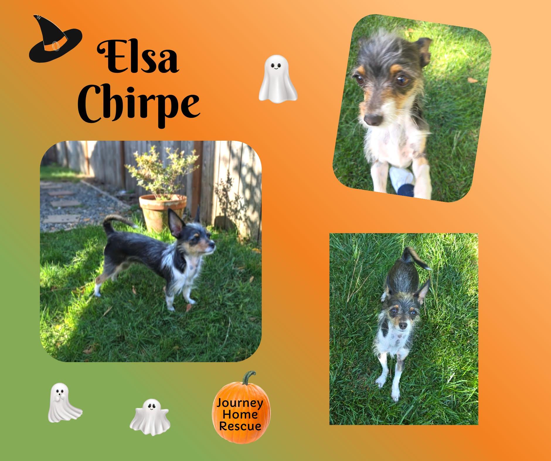 Elsa Chirpe, Adoptable, Adult Female Chihuahua.